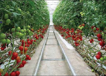 Wells Hosa’s greenhouse Farm is solution to herders and farmers clashes