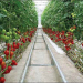 Wells Hosa’s greenhouse Farm is solution to herders and farmers clashes
