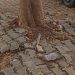 Breaking News: Alenkhe battles challenge of the NUJ ‘freedom tree’