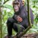 Missing Vicky, a jealous ‘girlfriend’ who was humane!