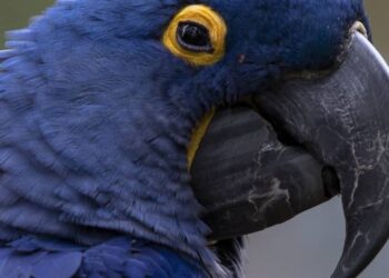 List of the 20 rarest birds in the world