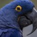 List of the 20 rarest birds in the world