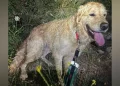 Dog rescued after 80ft fall, says coastguard