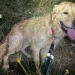 Dog rescued after 80ft fall, says coastguard